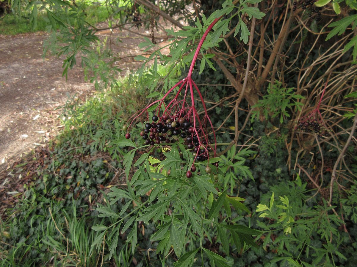 Sambucus nigra 'Laciniata' (door Hanneke Waller)