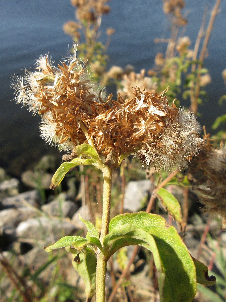 Eupatorium cannabinum (door Hanneke Waller)