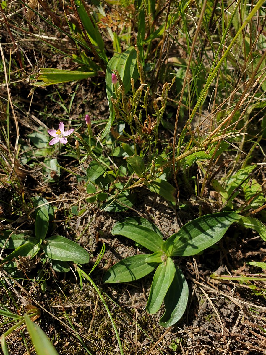 Centaurium erythraea (door Hanneke Waller)