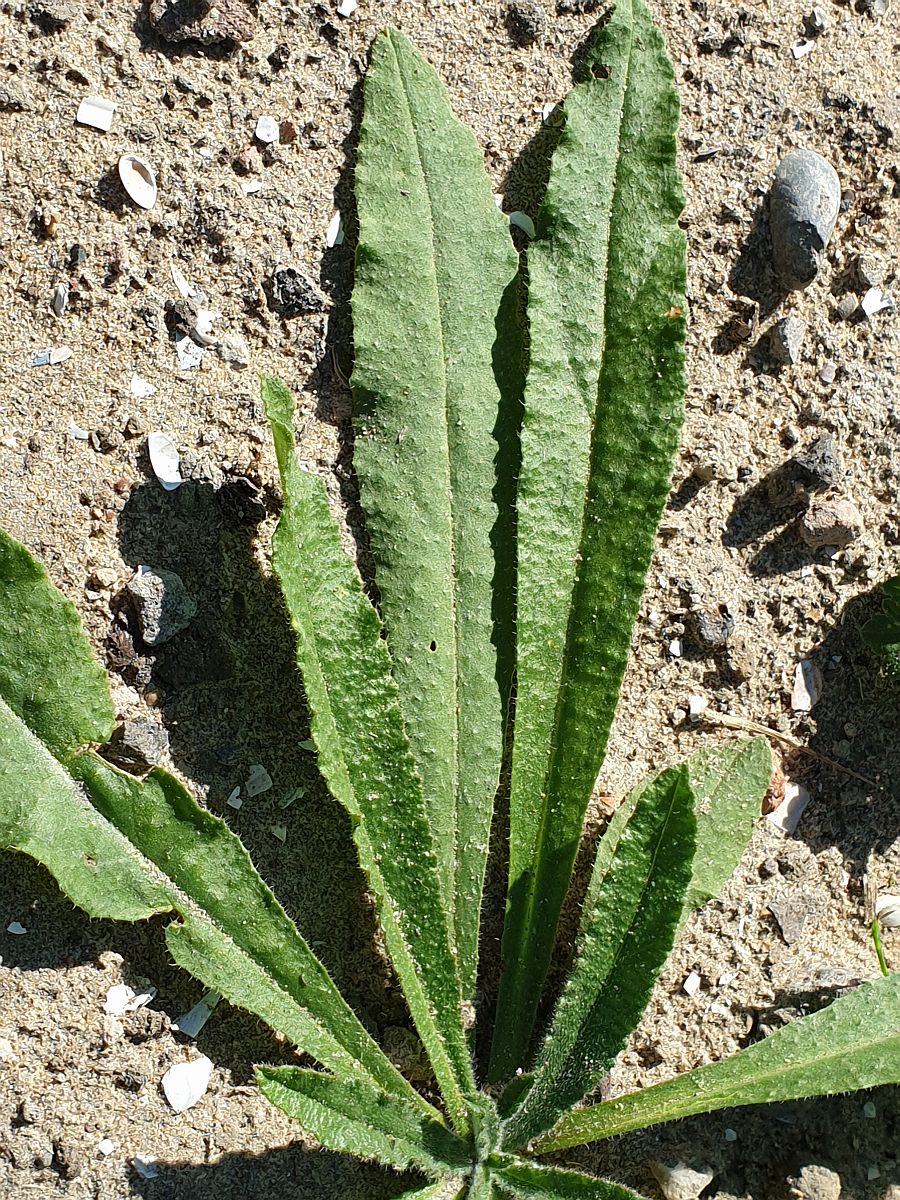 Echium vulgare (door Hanneke Waller)