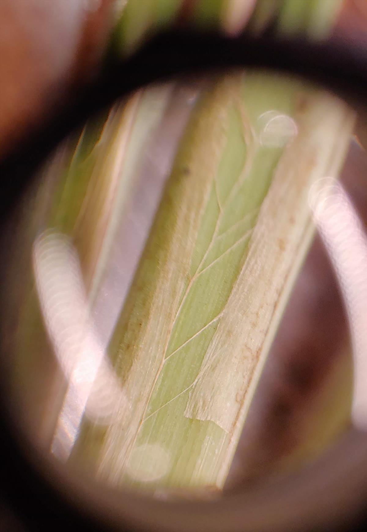 Carex acutiformis (door Peter Wetzels)