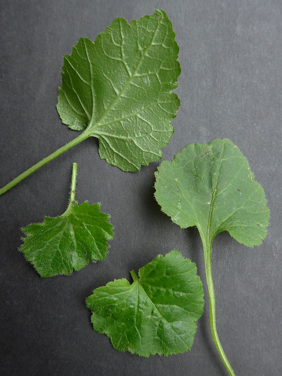 Campanula poscharskyana (door Hanneke Waller)