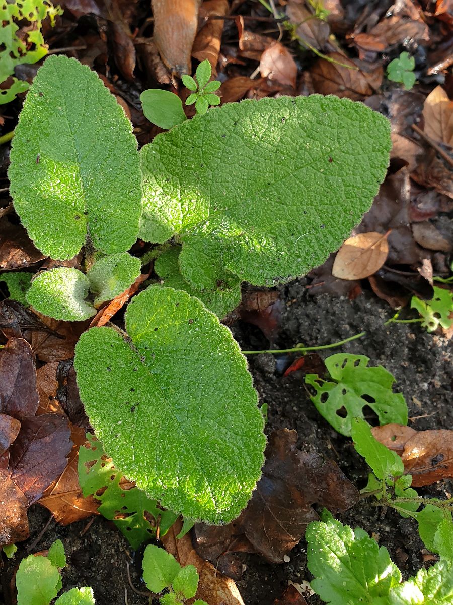 Phlomis russeliana (door Hanneke Waller)