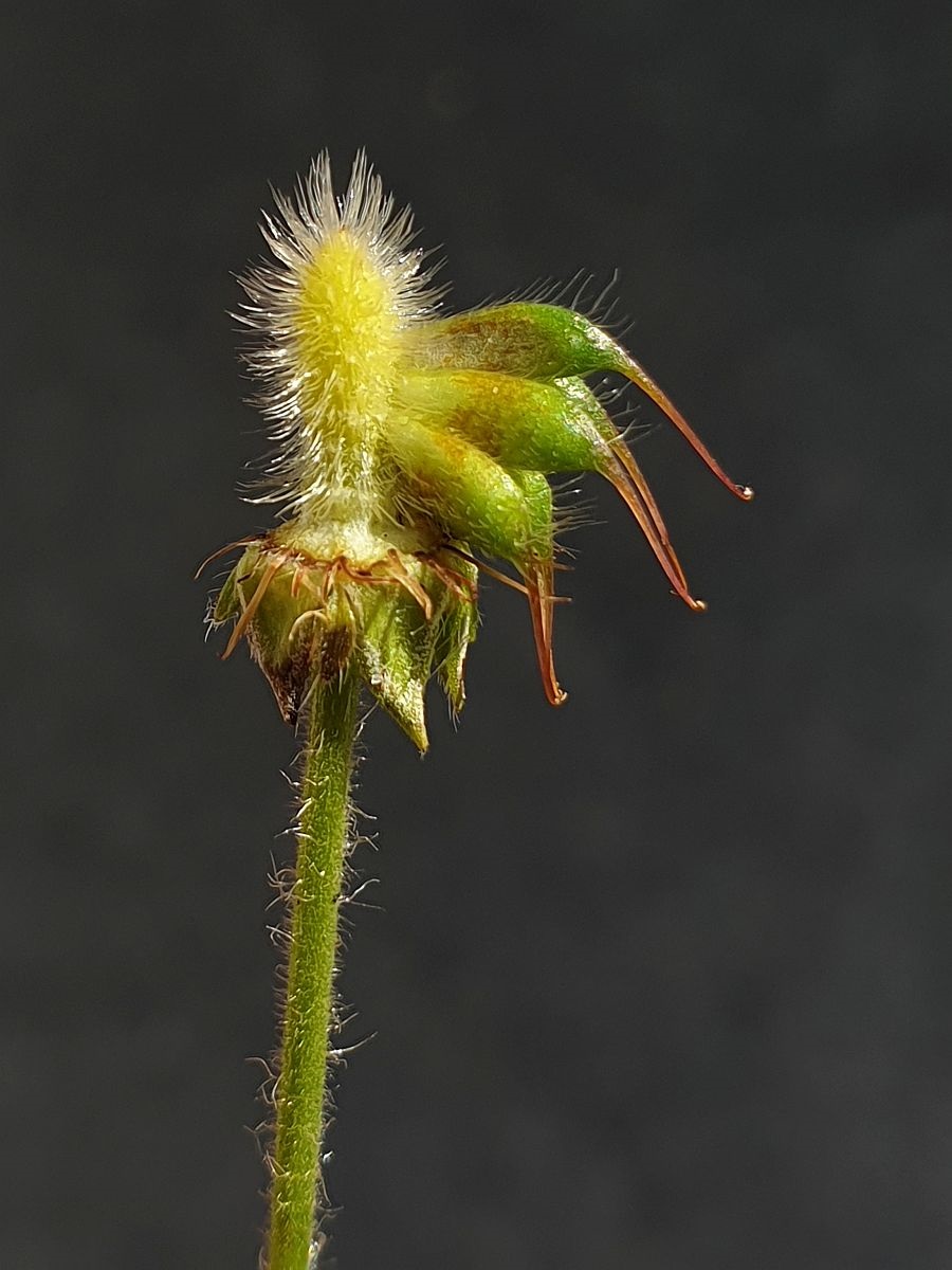 Geum urbanum (door Hanneke Waller)