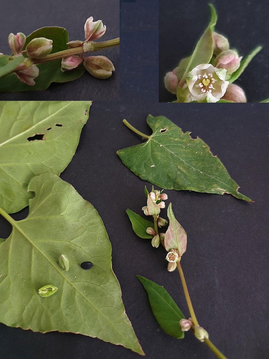 Fallopia convolvulus (door Hanneke Waller)