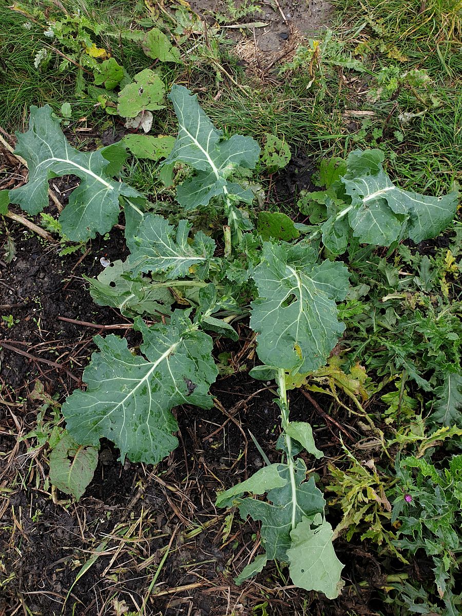 Brassica oleracea-cultivars (door Hanneke Waller)