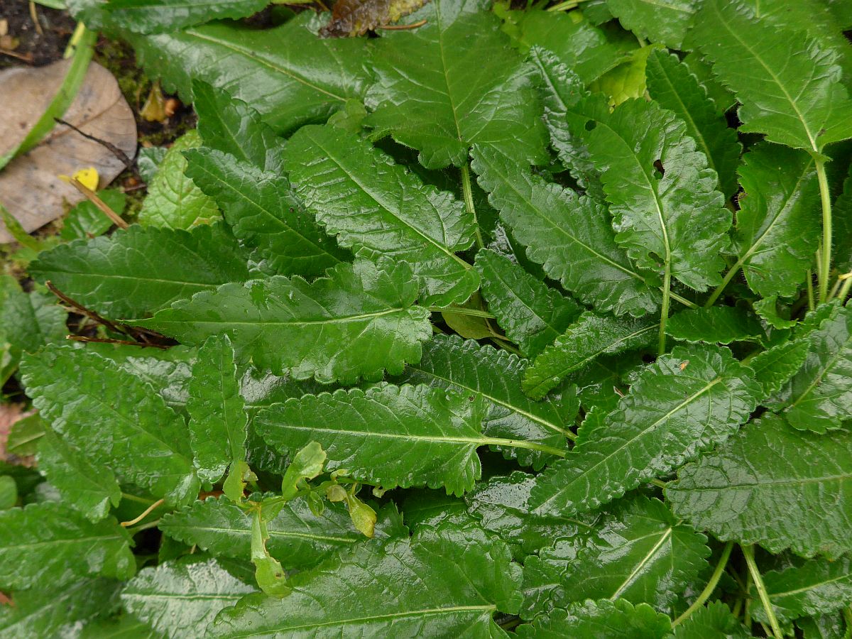 Betonica officinalis (door Hanneke Waller)