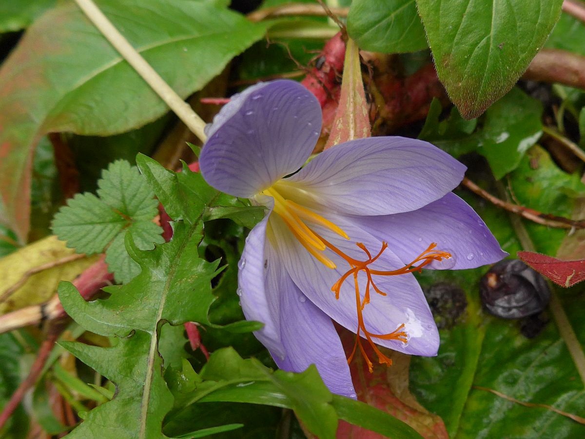 Crocus speciosus (door Hanneke Waller)