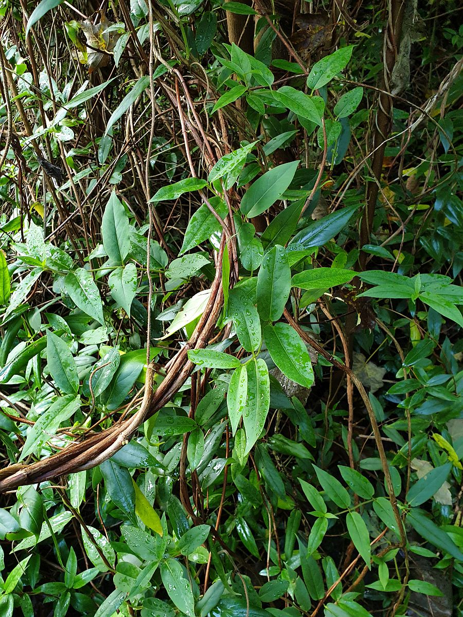 Lonicera acuminata (door Hanneke Waller)