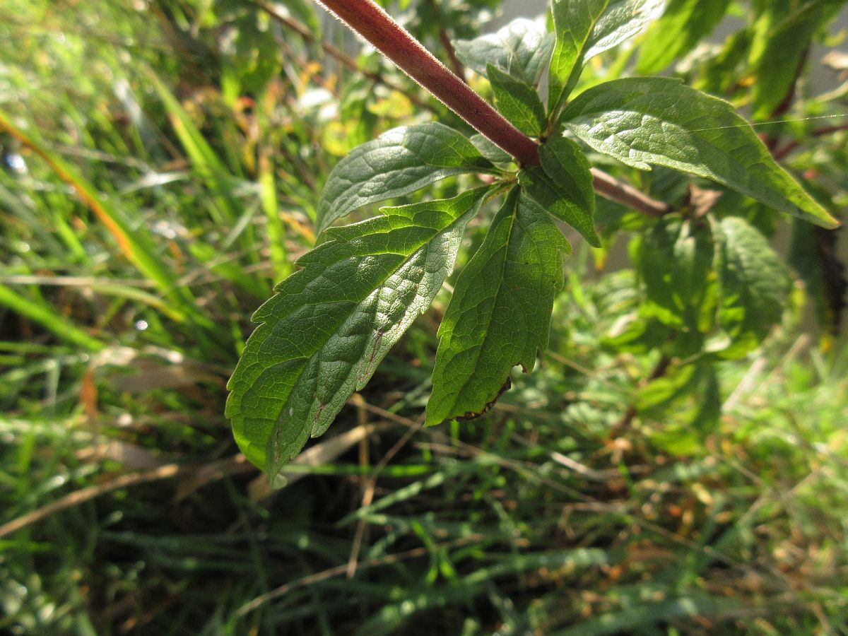 Eupatorium cannabinum (door Hanneke Waller)