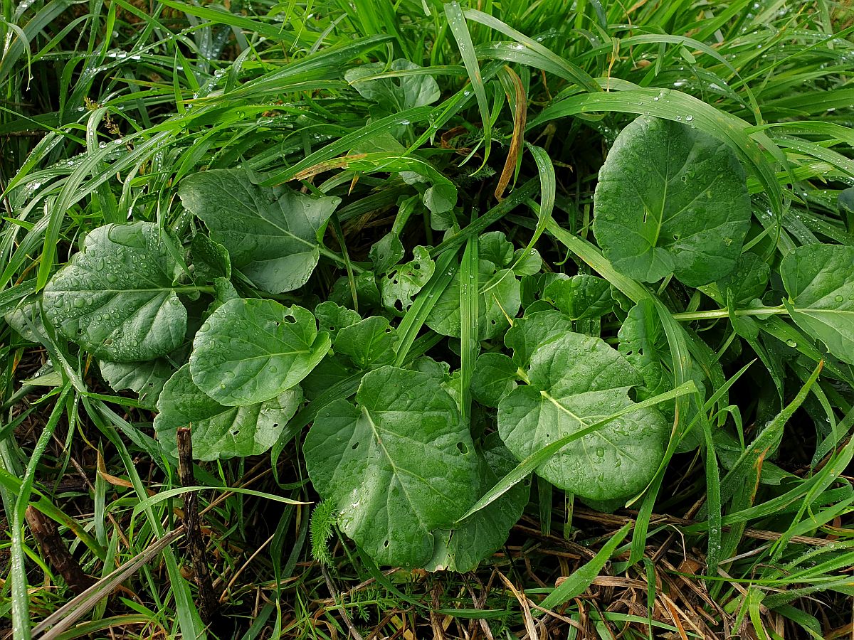 Barbarea vulgaris (door Hanneke Waller)