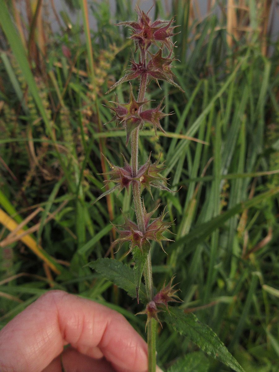 Stachys palustris (door Hanneke Waller)