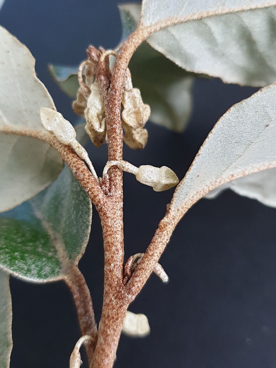 Elaeagnus x submacrophylla (door Hanneke Waller)