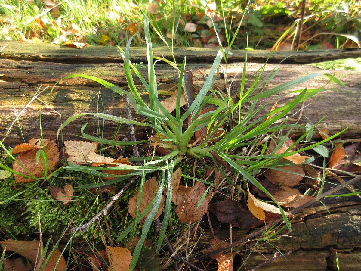 Dactylis glomerata subsp. glomerata (door Hanneke Waller)