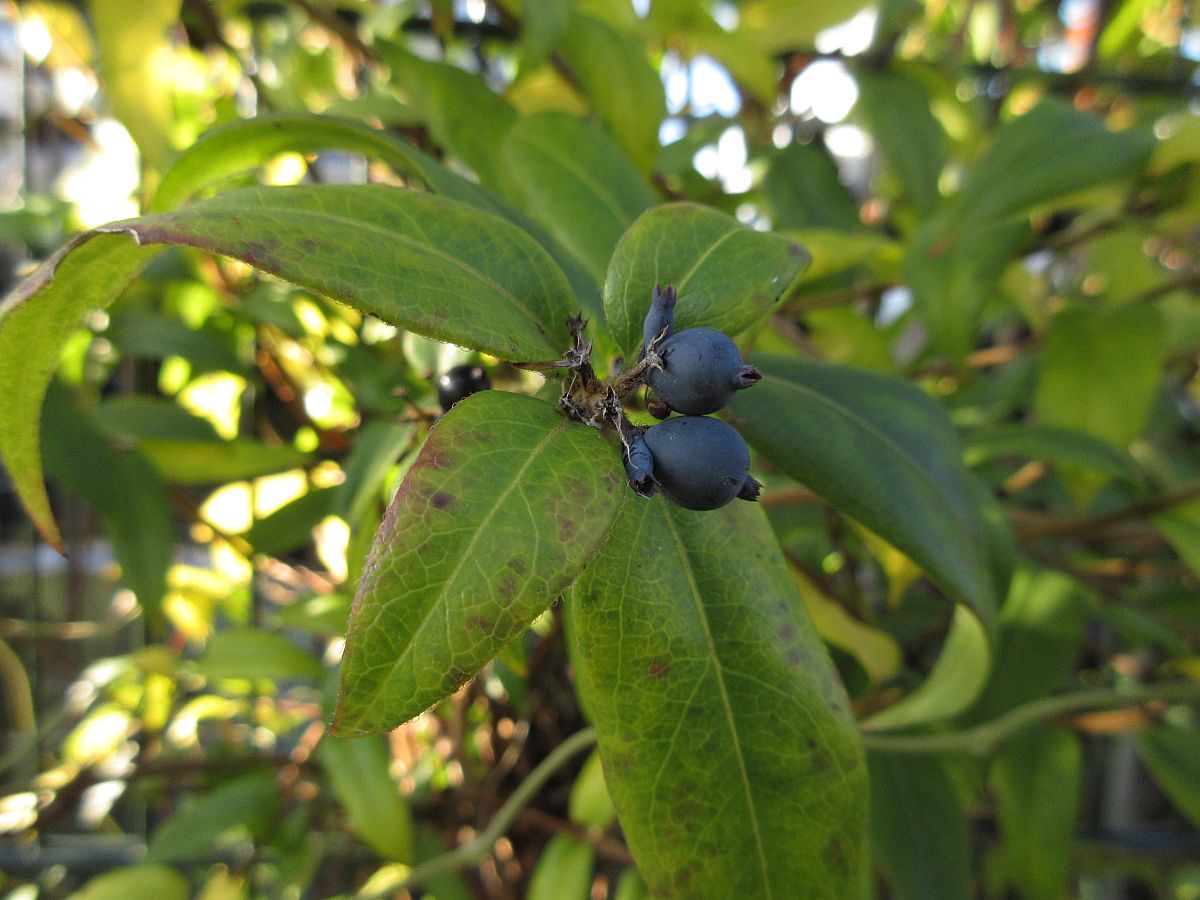 Lonicera acuminata (door Hanneke Waller)