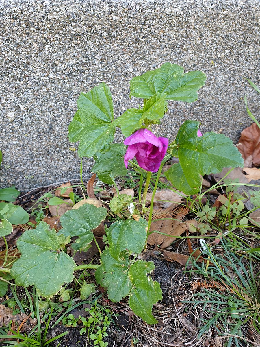 Malva sylvestris var. mauritiana (door Hanneke Waller)