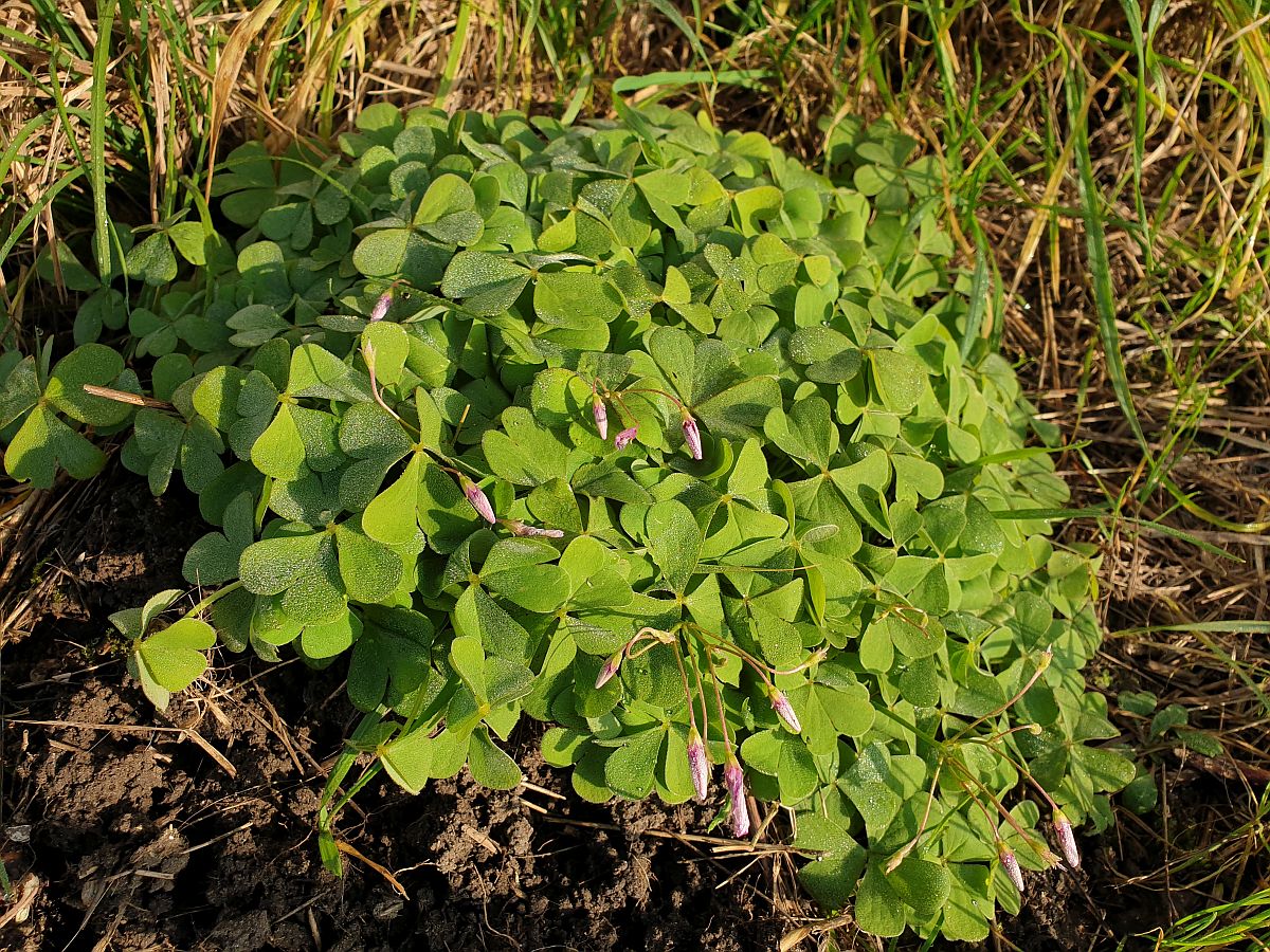 Oxalis articulata (door Hanneke Waller)