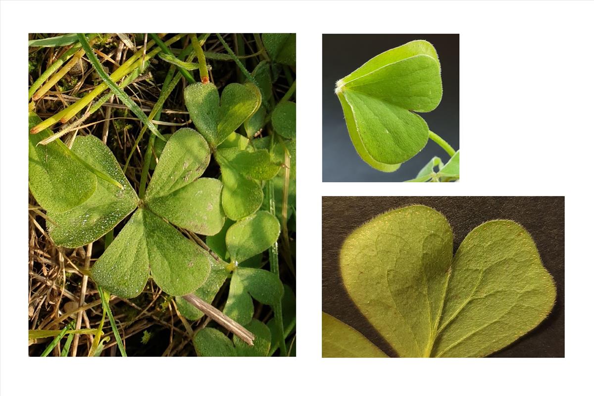 Oxalis articulata (door Hanneke Waller)