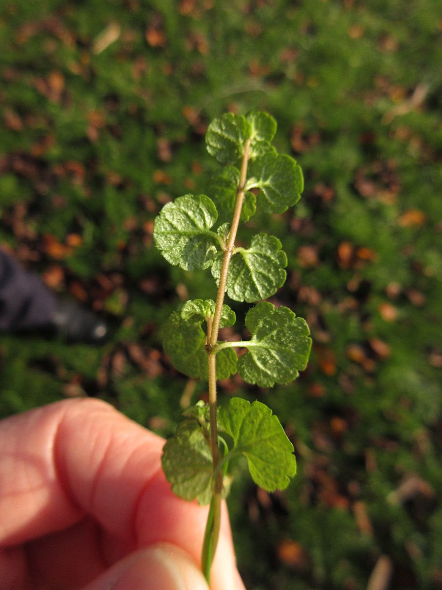 Veronica filiformis (door Hanneke Waller)