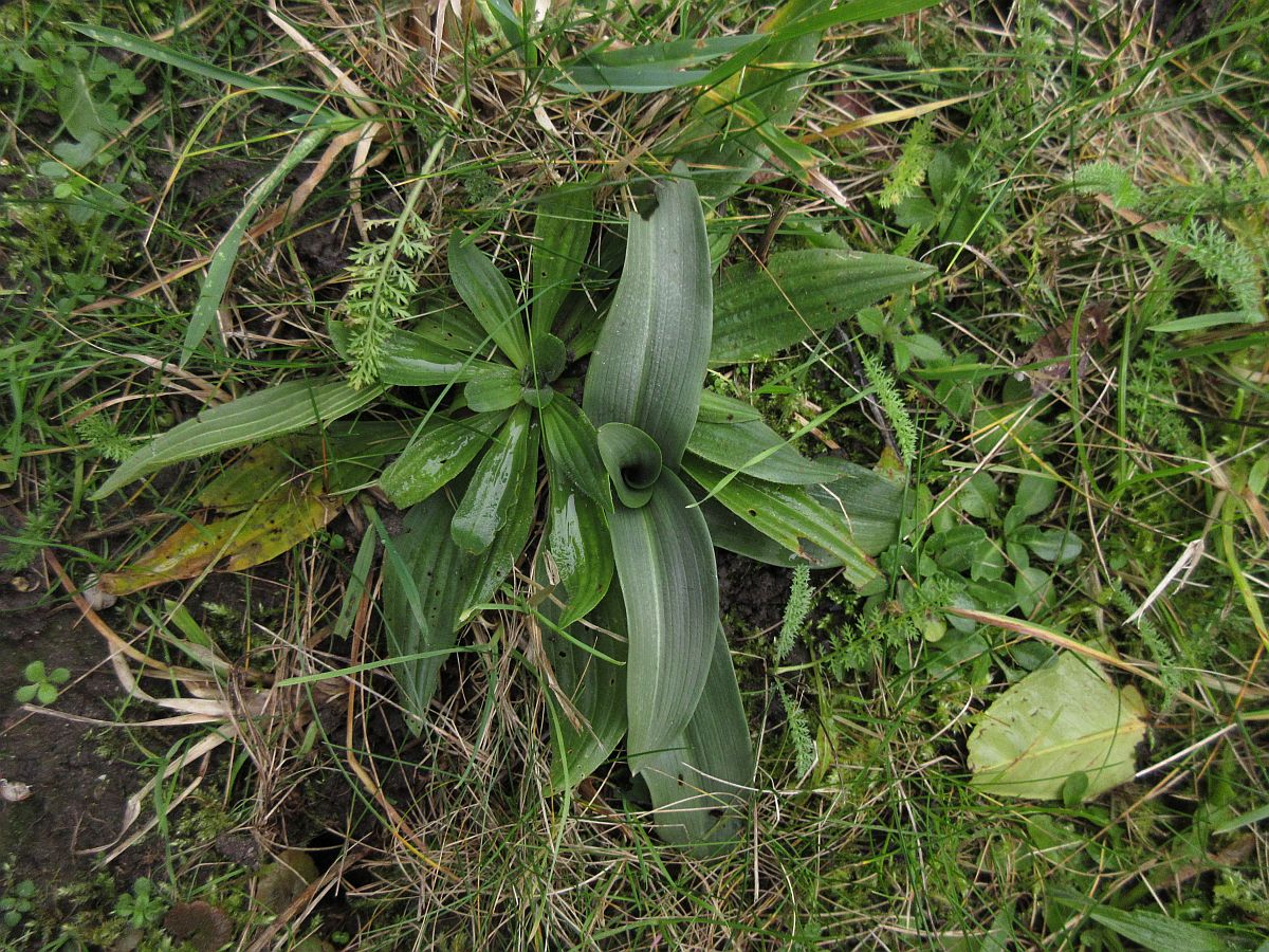 Ophrys apifera (door Hanneke Waller)