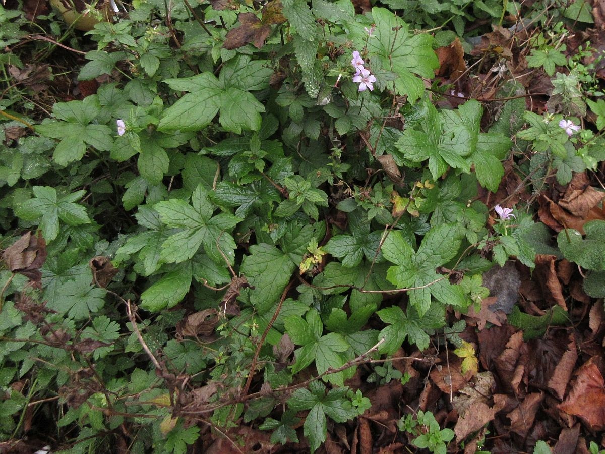 Geranium nodosum (door Hanneke Waller)