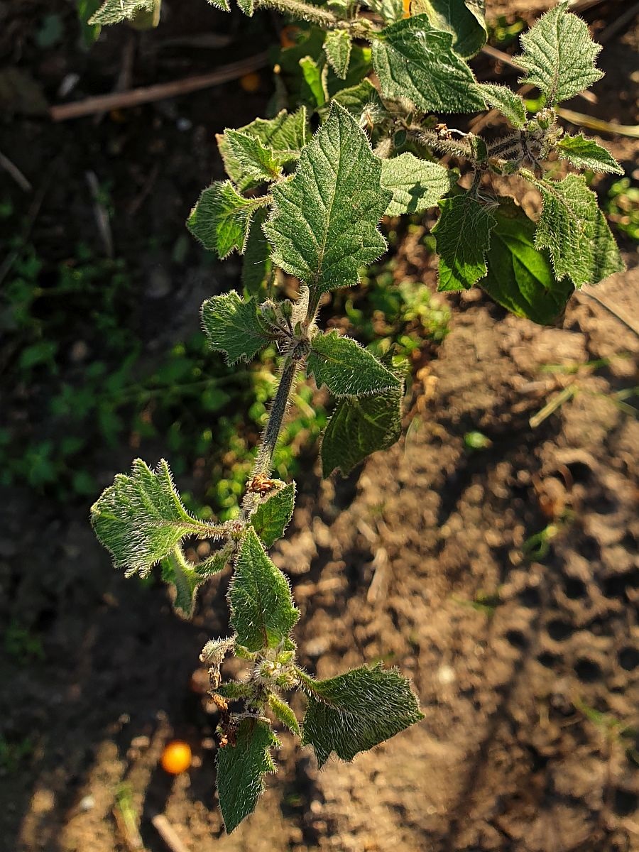 Solanum villosum (door Hanneke Waller)