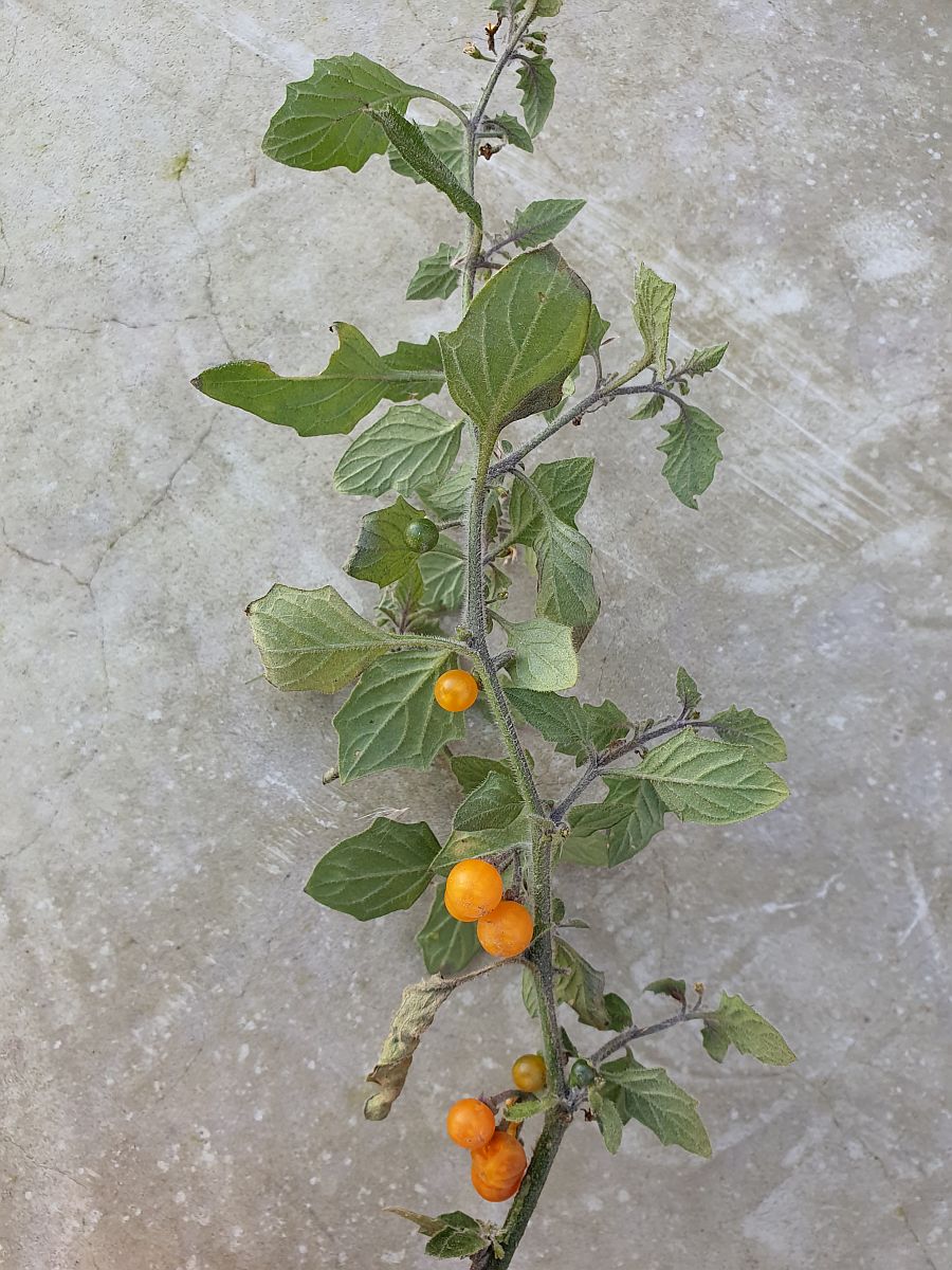 Solanum villosum (door Hanneke Waller)