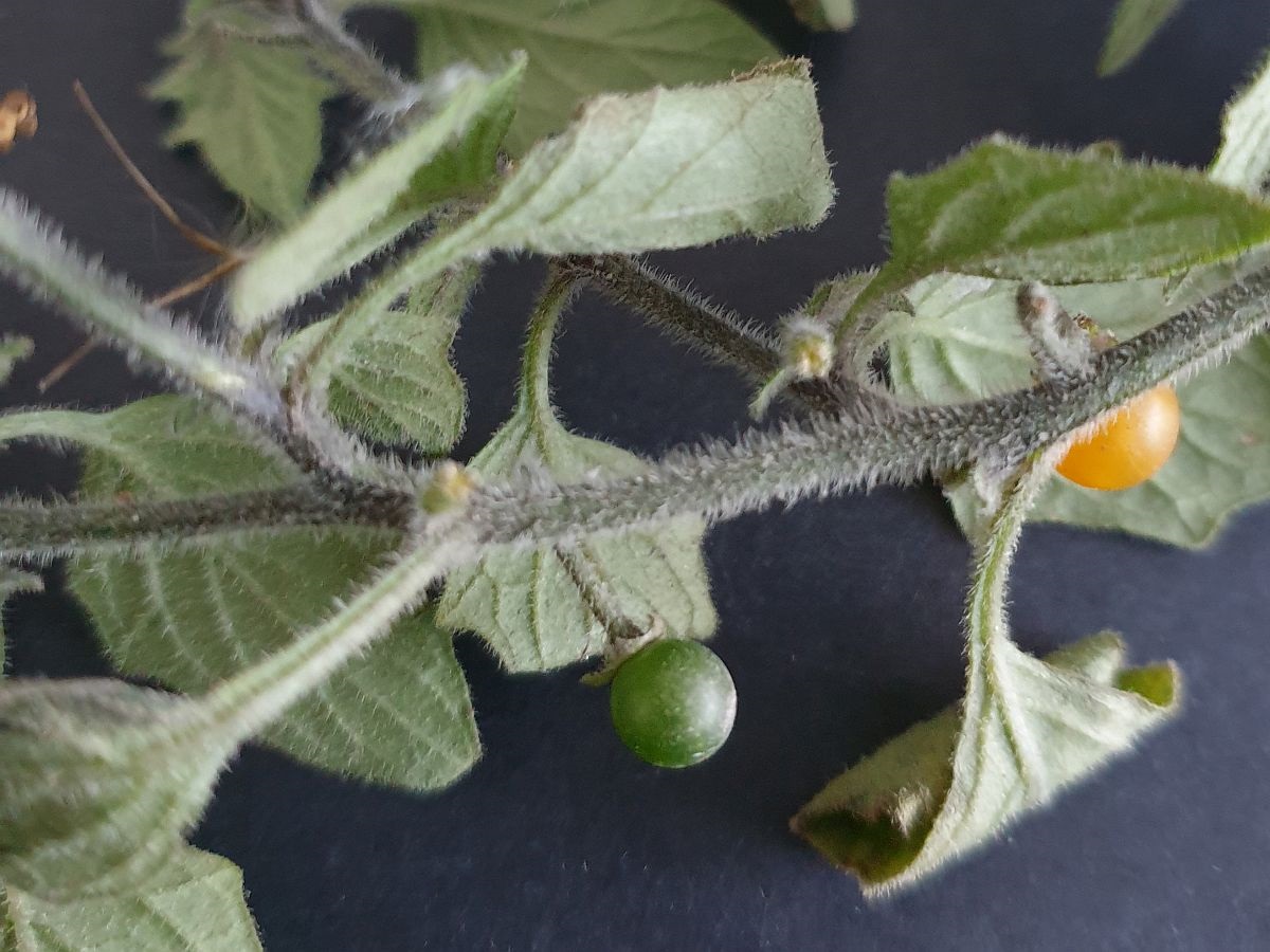 Solanum villosum (door Hanneke Waller)