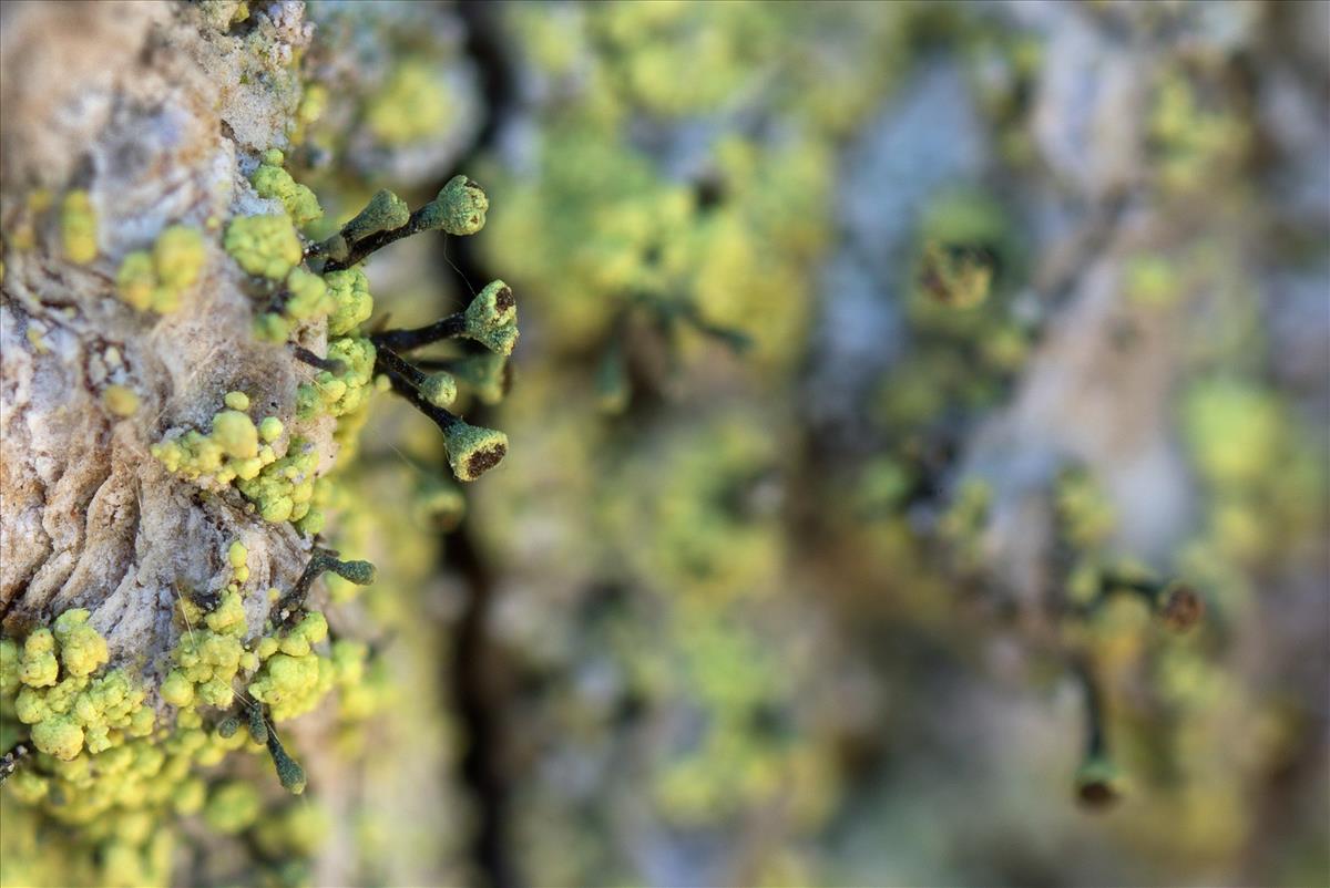 Chaenotheca chrysocephala (door Ben Verboom)