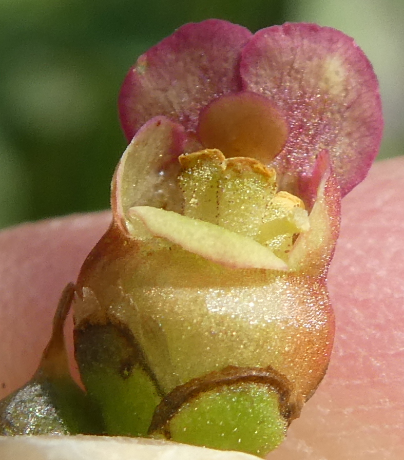 Scrophularia auriculata (door Marcel Hospers)