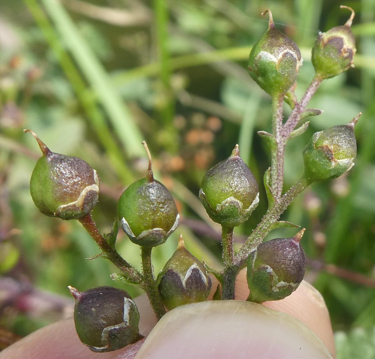 Scrophularia auriculata (door Marcel Hospers)