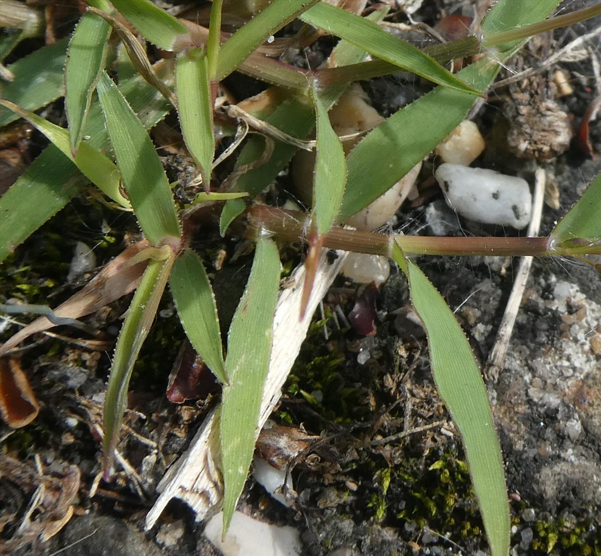 Eragrostis minor (door Marcel Hospers)