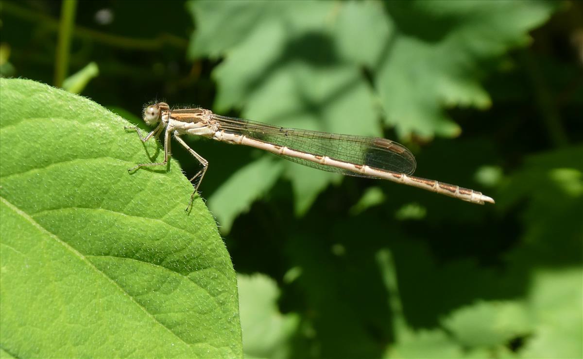 Sympecma fusca (door Marcel Hospers)