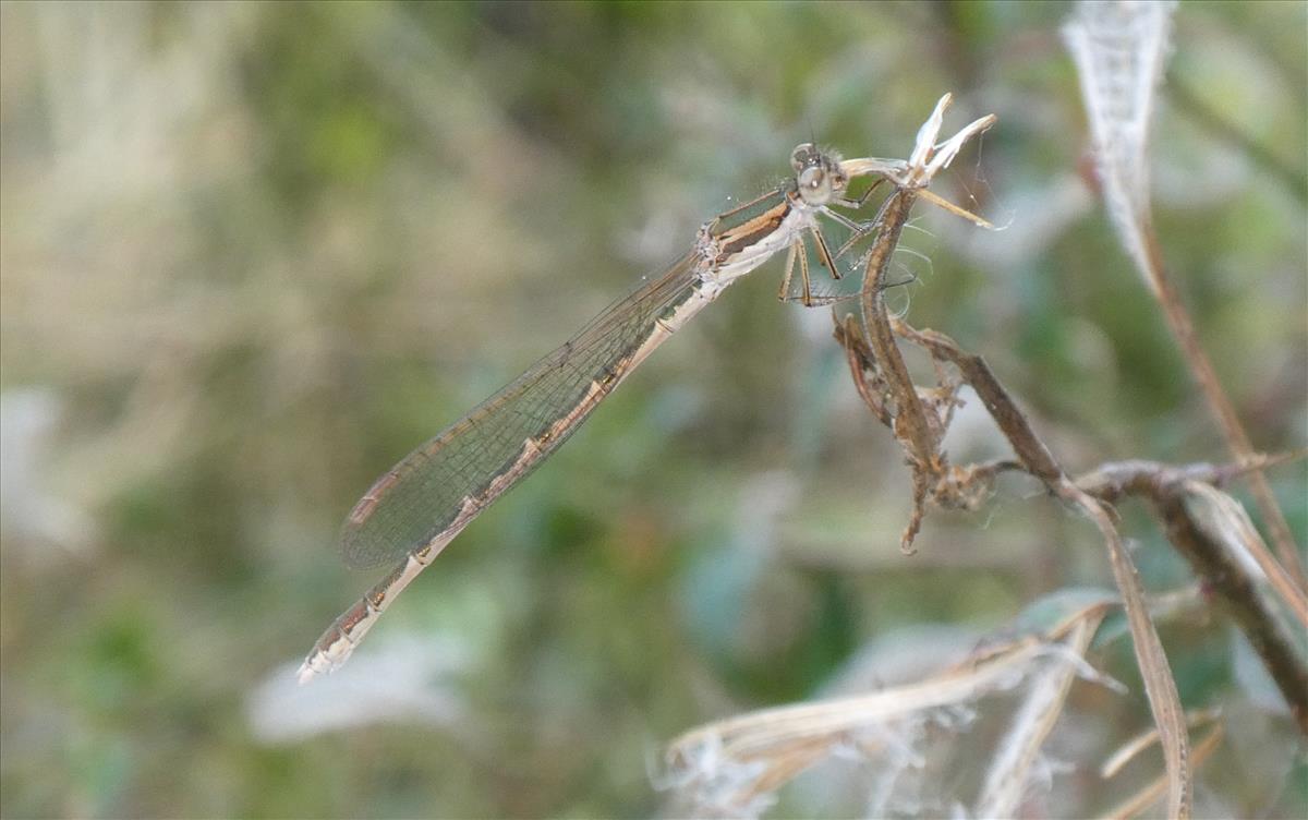 Sympecma fusca (door Marcel Hospers)