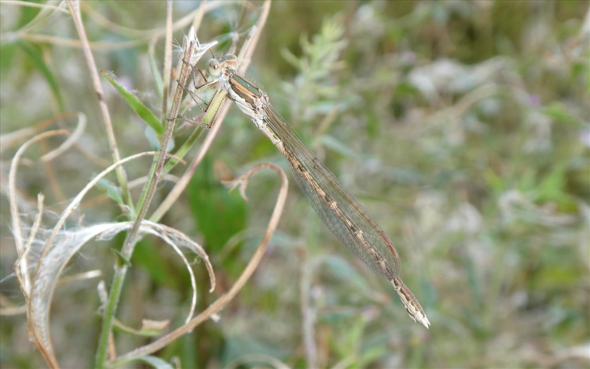 Sympecma fusca (door Marcel Hospers)