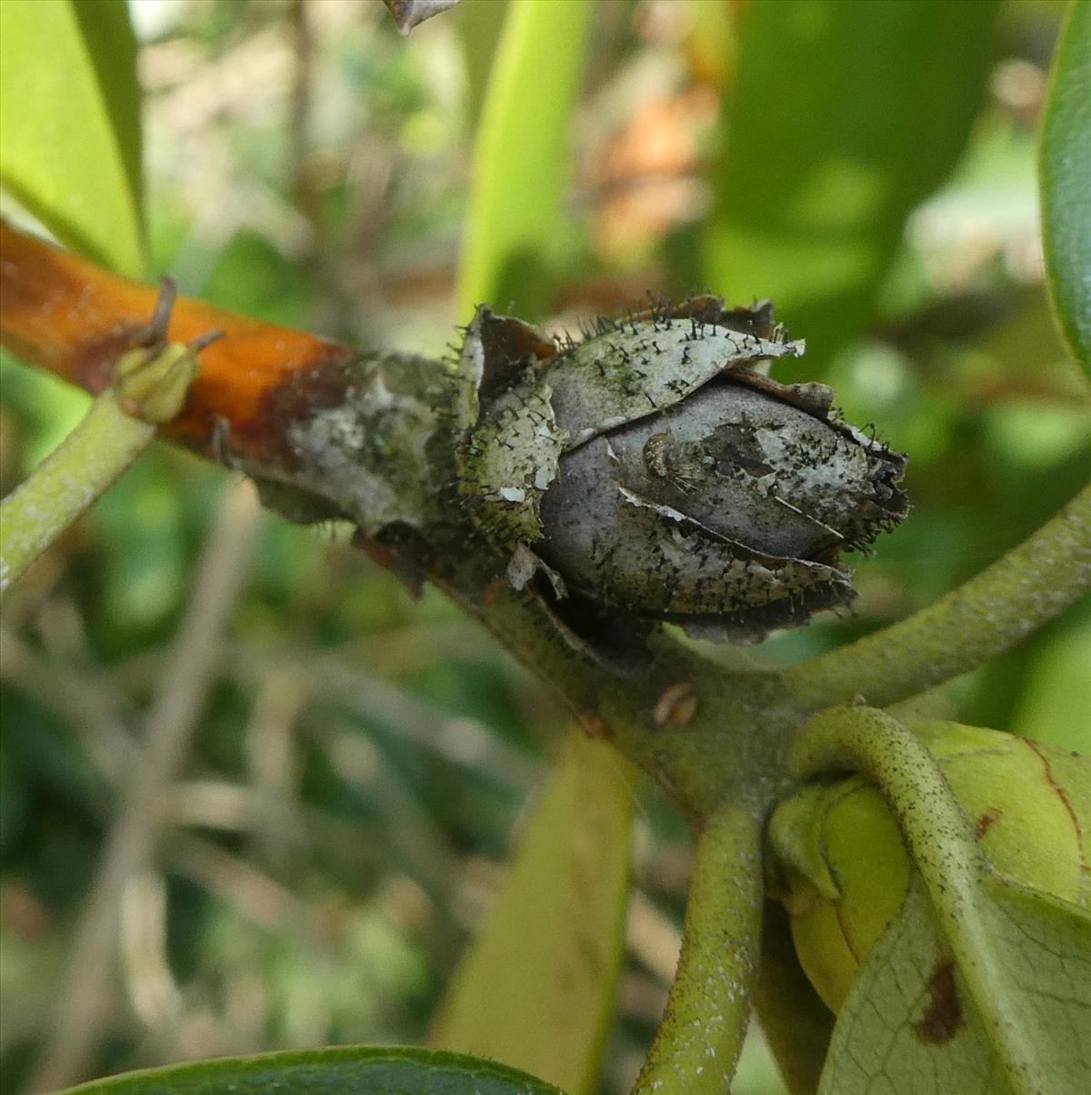 Seifertia azaleae (door Marcel Hospers)