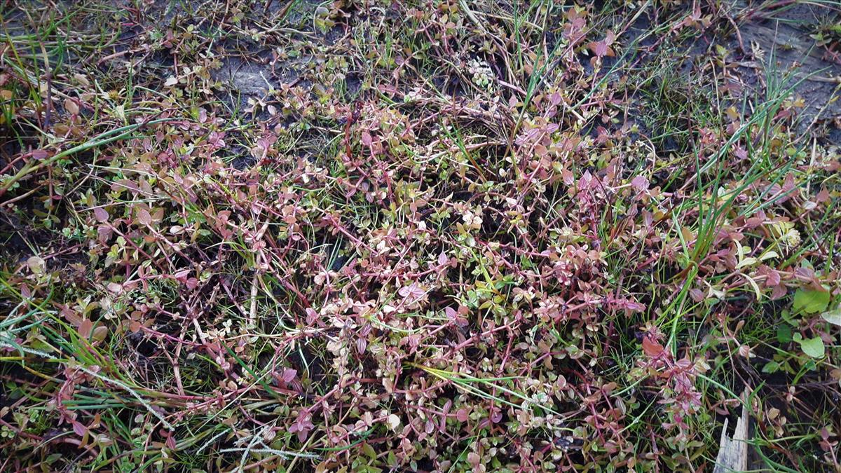 Lindernia dubia (door Els Heijman)