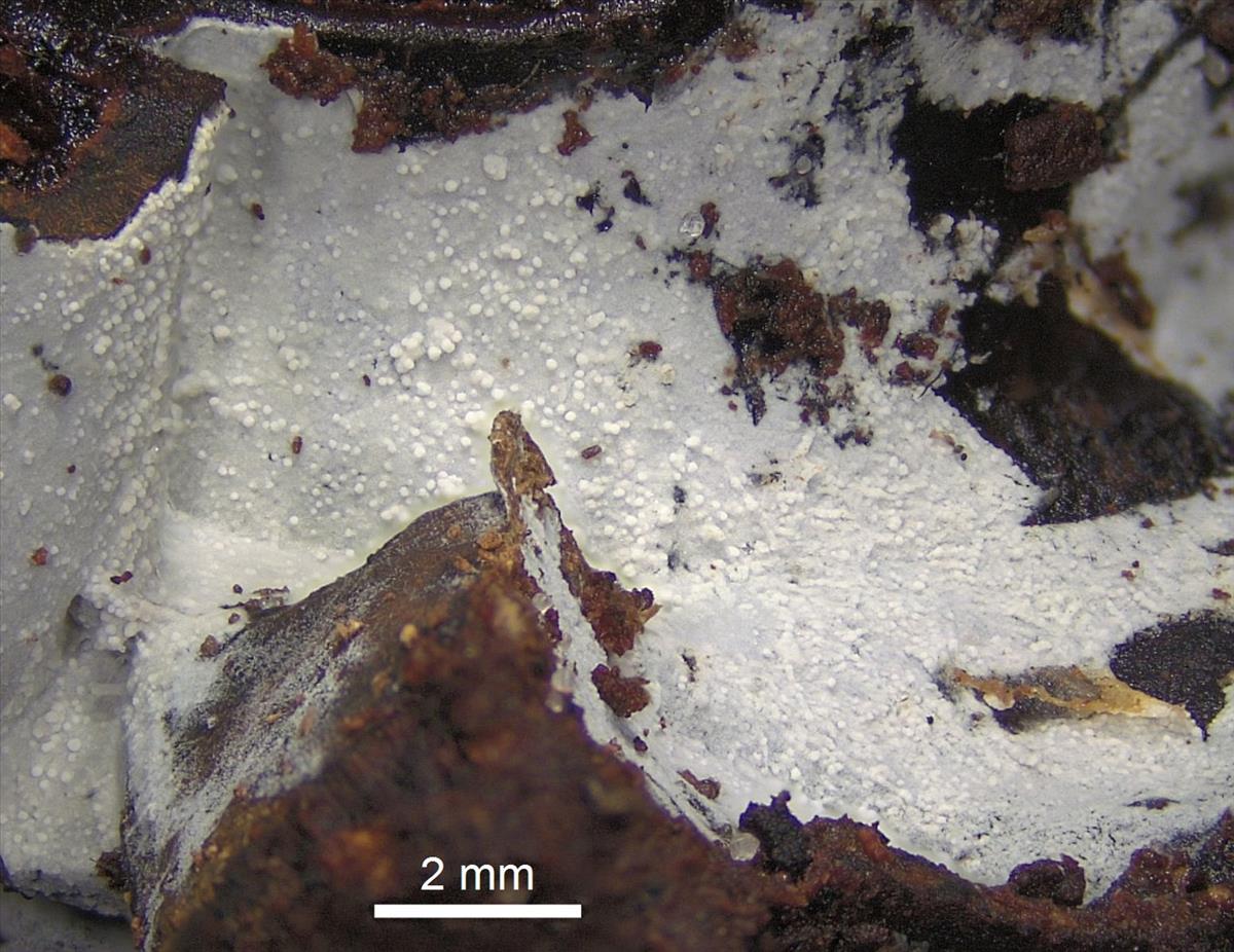 Sistotrema brinkmannii (door Ida Bruggeman)