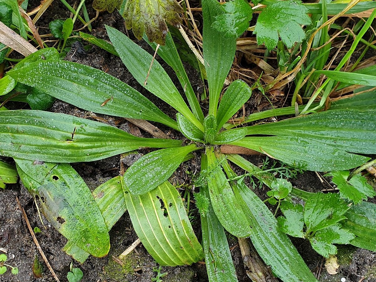 Plantago lanceolata (door Hanneke Waller)