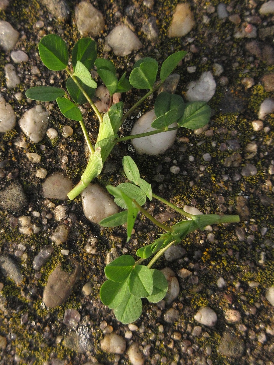 Trifolium dubium (door Hanneke Waller)