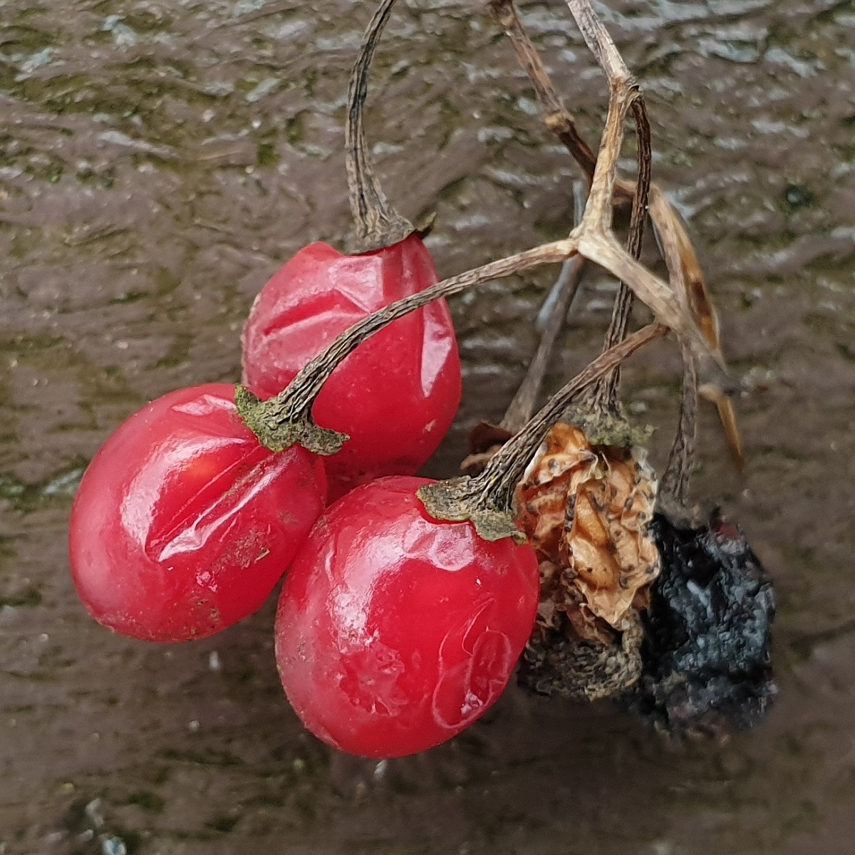 Solanum dulcamara (door Hanneke Waller)