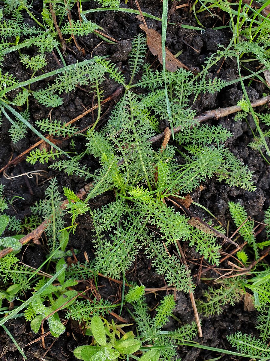 Achillea millefolium (door Hanneke Waller)