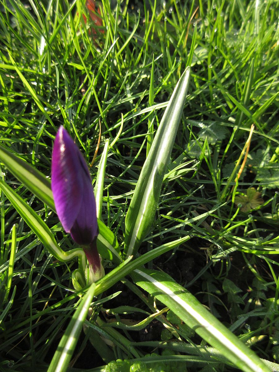 Crocus vernus (door Hanneke Waller)