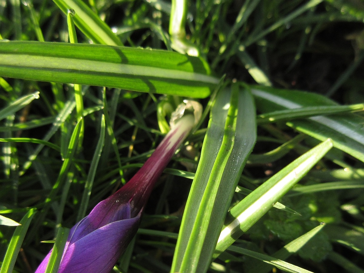 Crocus vernus (door Hanneke Waller)