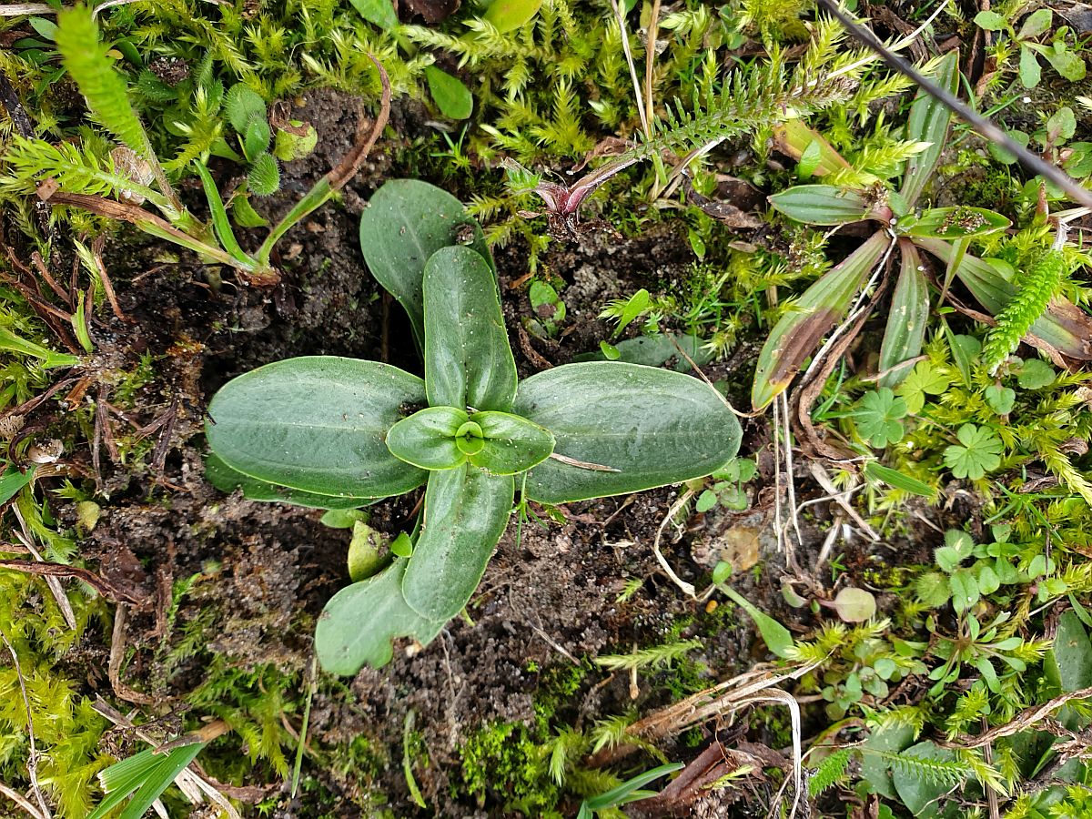 Centaurium erythraea (door Hanneke Waller)