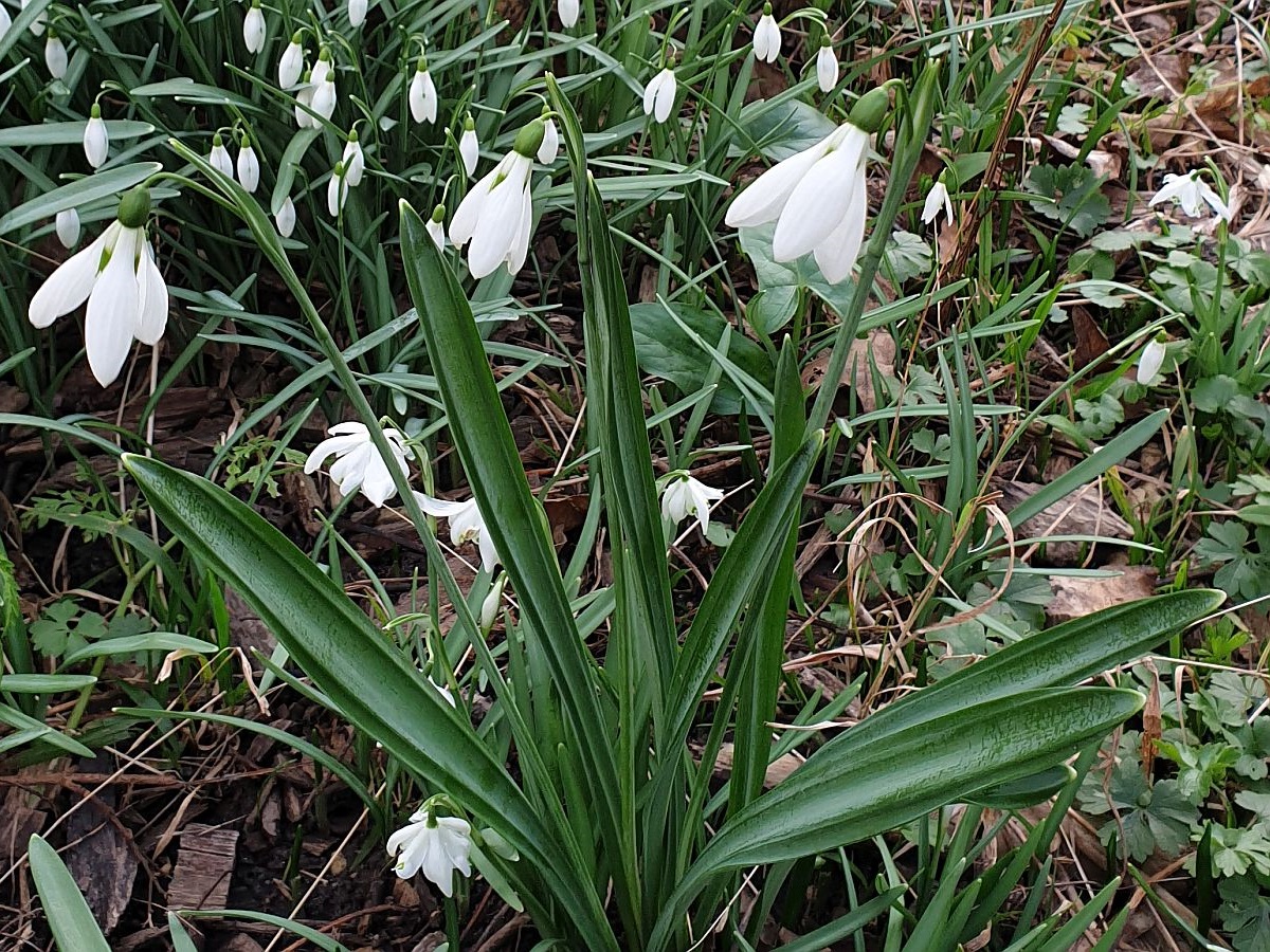 Galanthus plicatus (door Hanneke Waller)