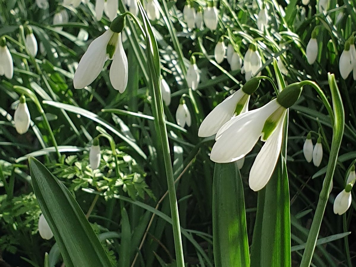 Galanthus plicatus (door Hanneke Waller)