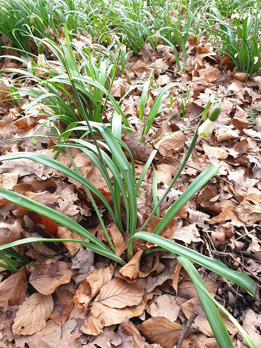 Galanthus x valentinei (door Hanneke Waller)