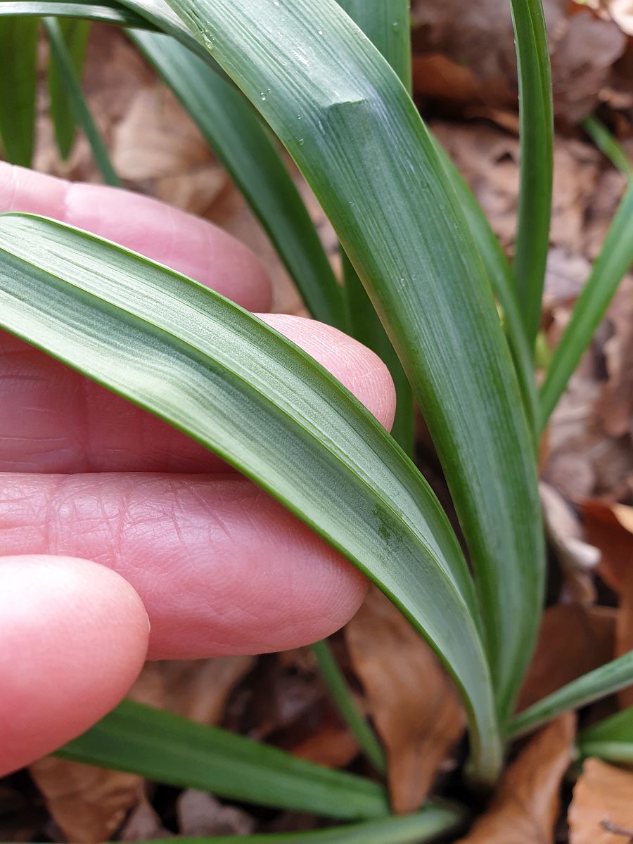 Galanthus x valentinei (door Hanneke Waller)