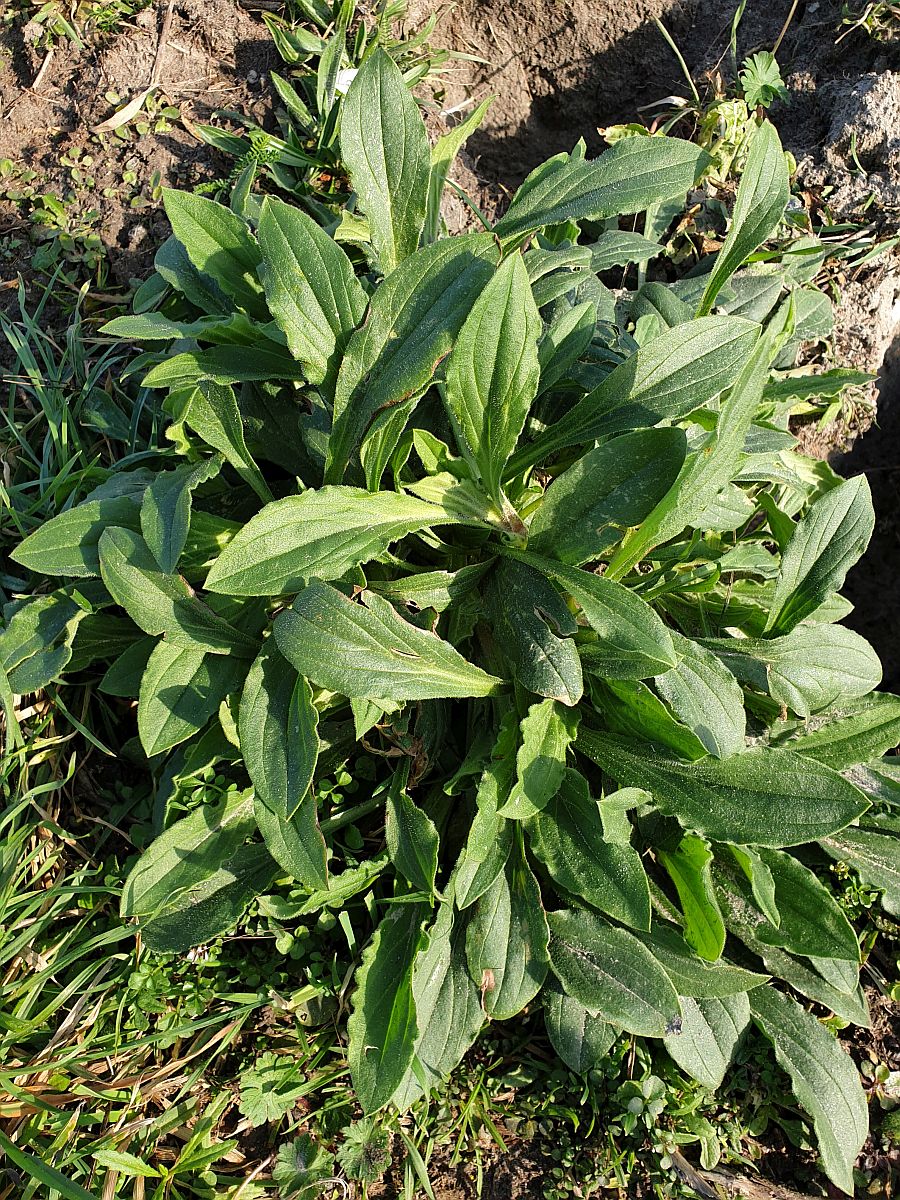 Silene latifolia subsp. alba (door Hanneke Waller)